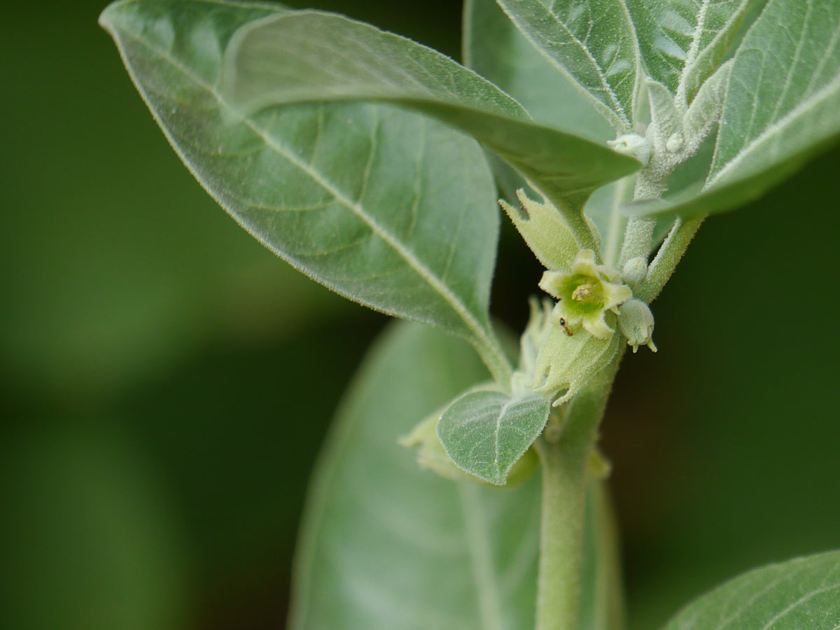 Ashwagandha