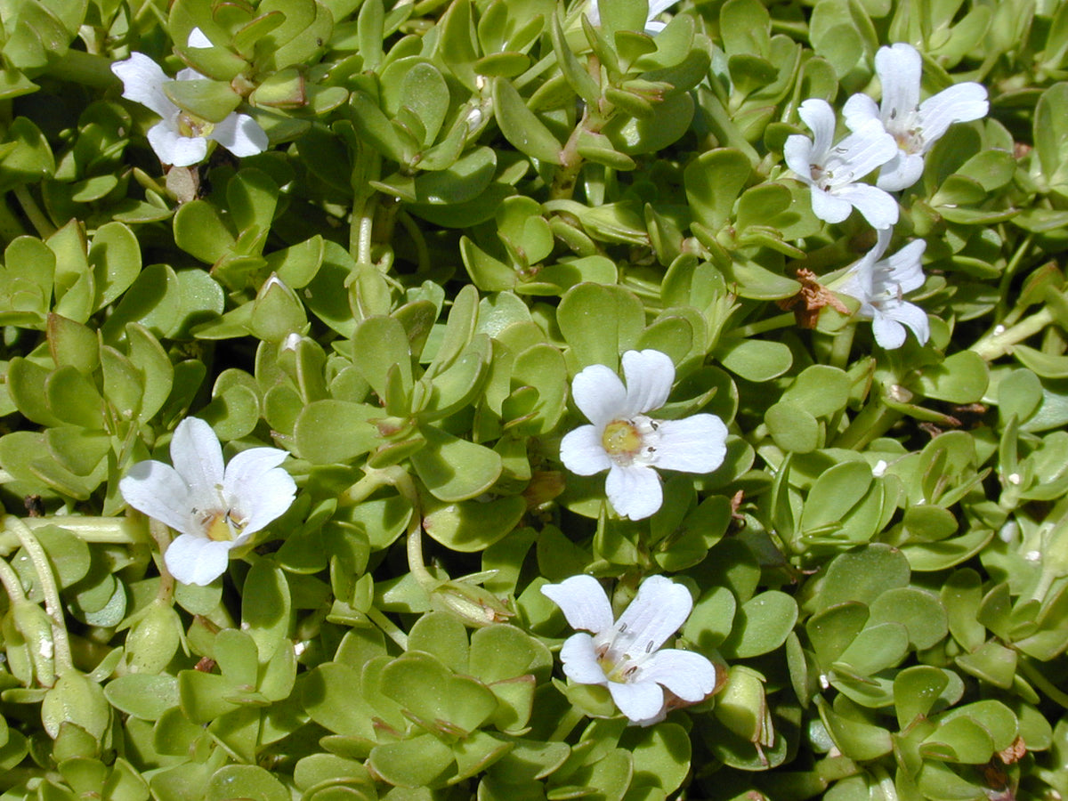 Panax Ginseng