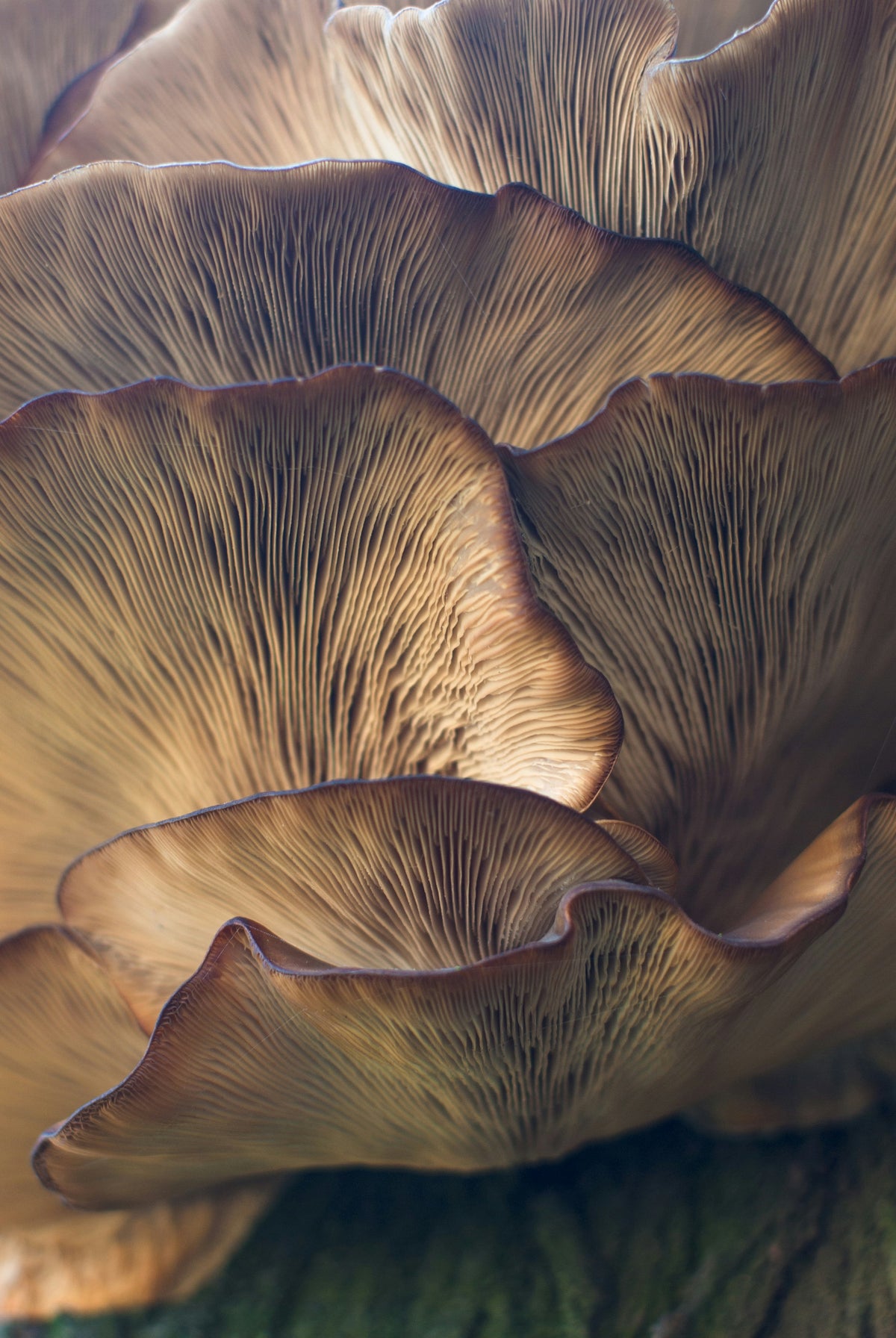 Mushroom Blend