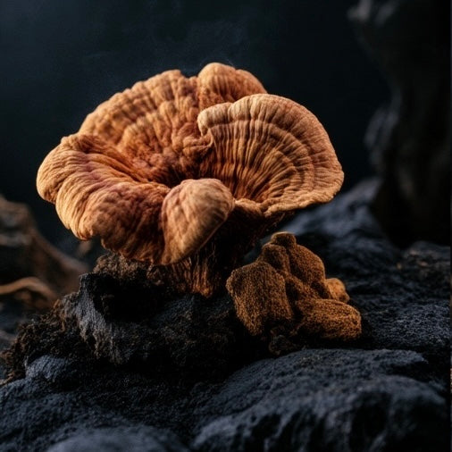 Reishi Mushroom Fruiting Body Extract